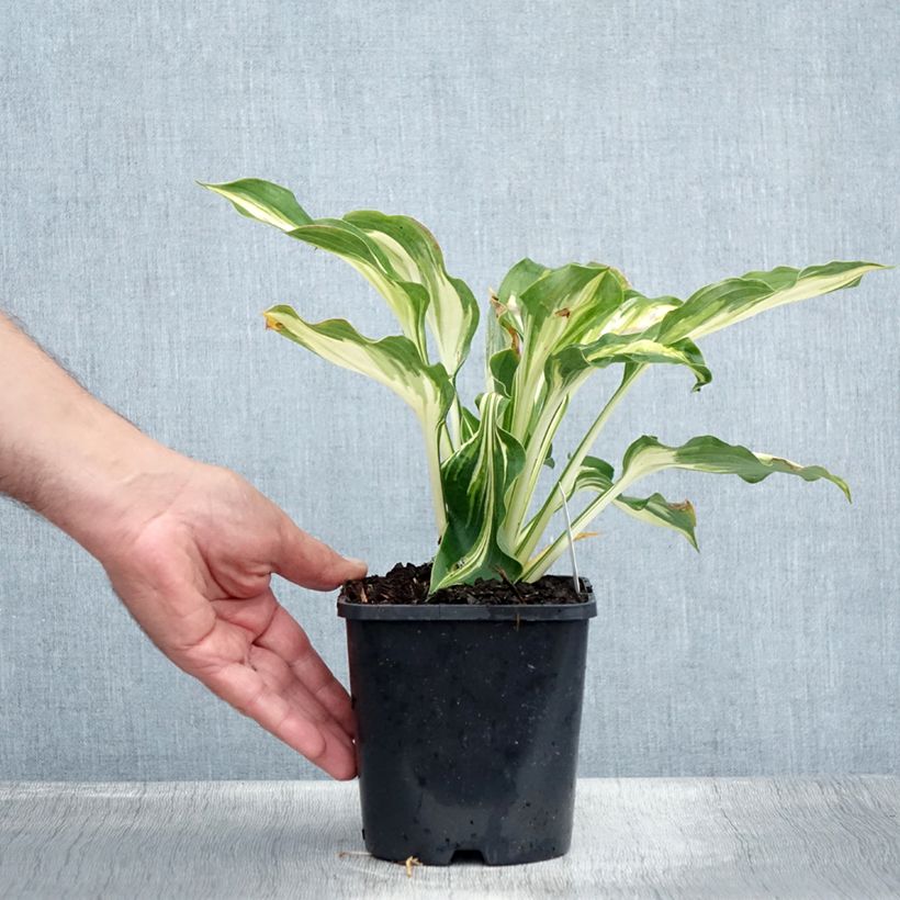 Exemplaar van Hosta Lakeside Paisley Print - Hartlelie Pot van 1,5 l/2 l zoals geleverd in de zomer