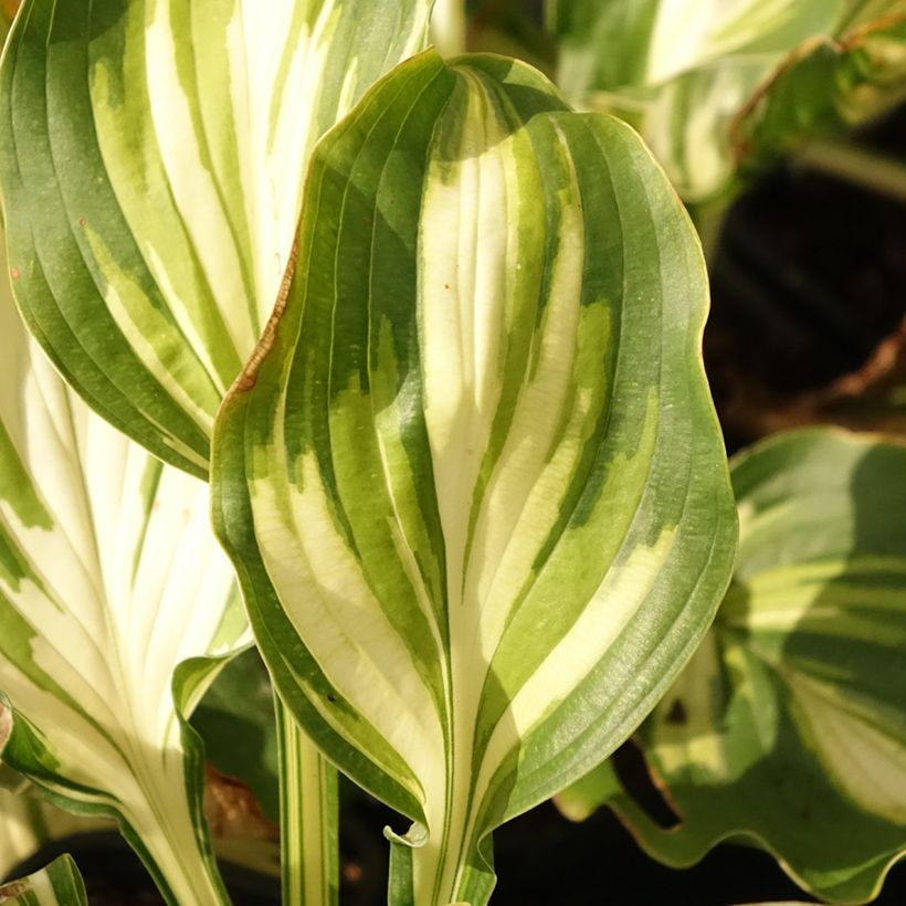 Hosta Lakeside Paisley Print - Hartlelie (Blad)