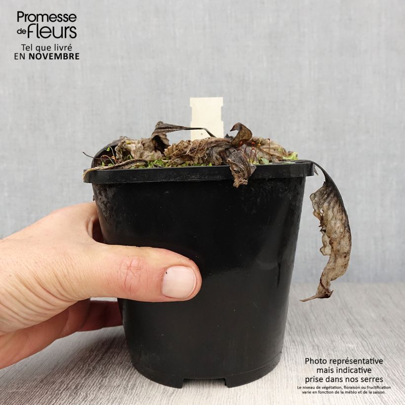 Exemplaar van Hosta Lakeside Prophecy Fulfilled - Hartlelie Pot van 1,5 l/2 l zoals geleverd in de herfst