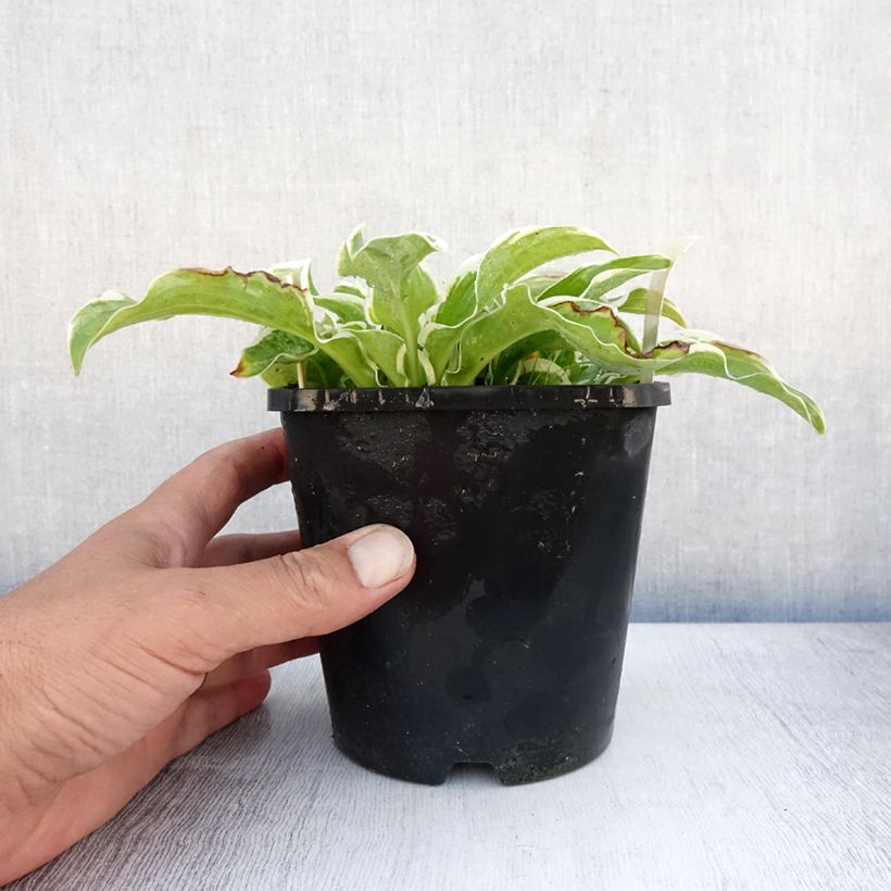 Exemplaar van Hosta Let's Twist Again - Hartlelie Pot van 1,5 l/2 l zoals geleverd in de zomer