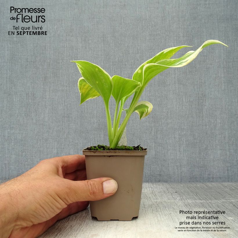 Exemplaar van Hosta Liberty - Hartlelie Kweekpotje van 8/9 cm zoals geleverd in de herfst