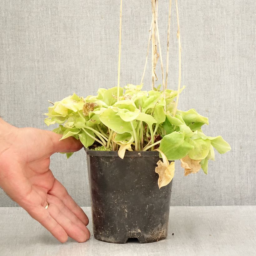 Exemplaar van Hosta Limey Lisa - Hartlelie Pot van 1,5 l/2 l zoals geleverd in de herfst