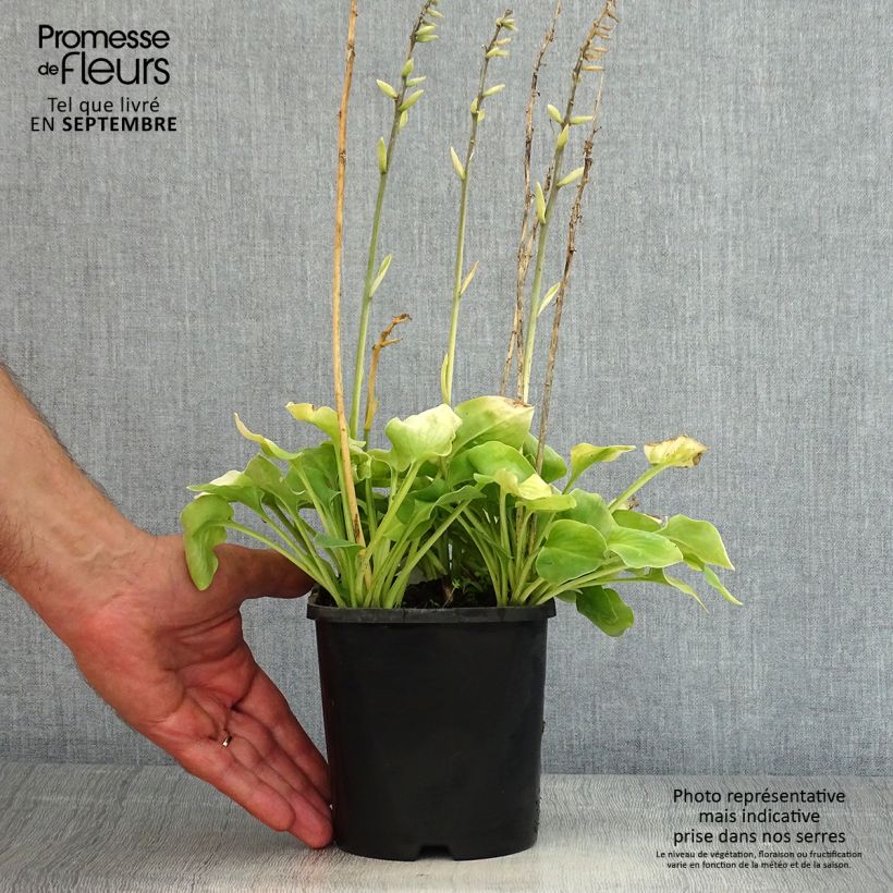 Exemplaar van Hosta Limey Lisa - Hartlelie Pot van 1,5 l/2 l zoals geleverd in de zomer