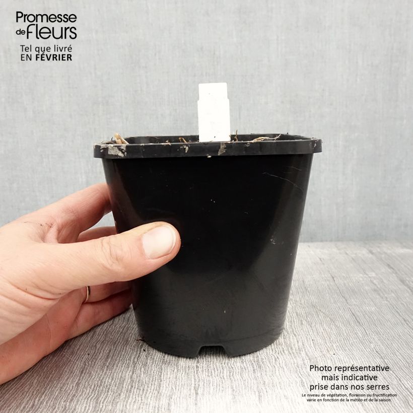 Exemplaar van Hosta Limey Lisa Pot de 1,5L/2L zoals geleverd in de winter