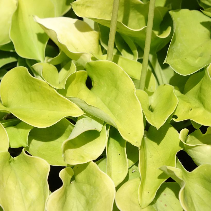 Hosta Limey Lisa - Hartlelie (Blad)