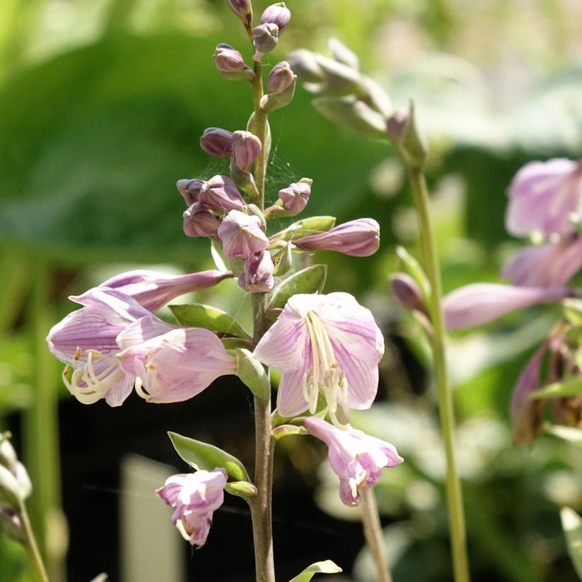 Hosta Limey Lisa - Hartlelie (Bloei)