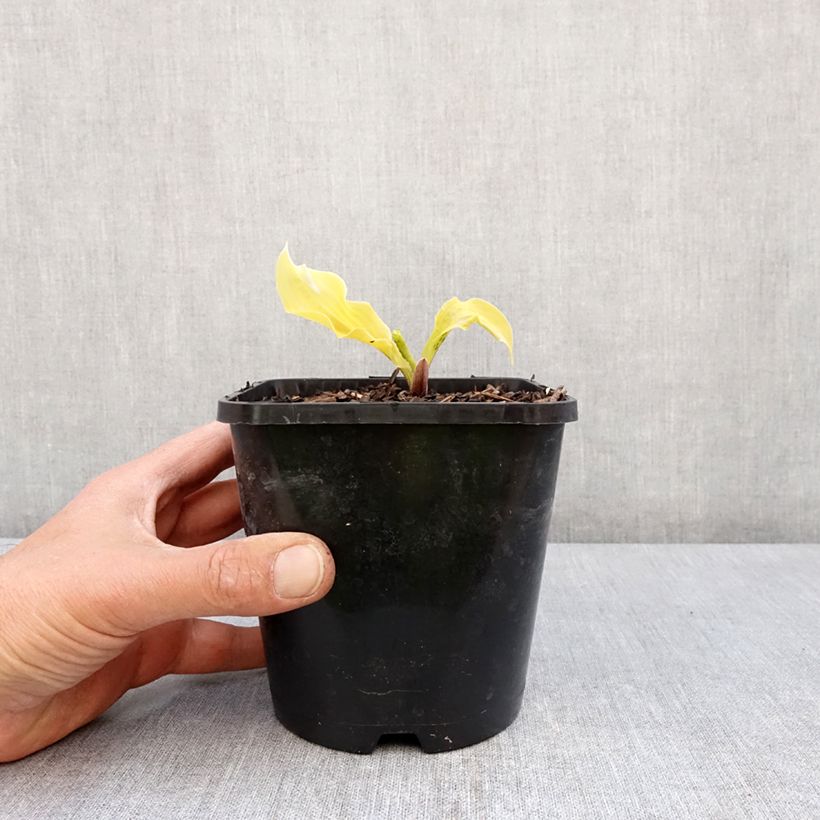 Exemplaar van Hosta Lipstick Blonde - Hartlelie Pot van 1,5 l/2 l zoals geleverd in de lente