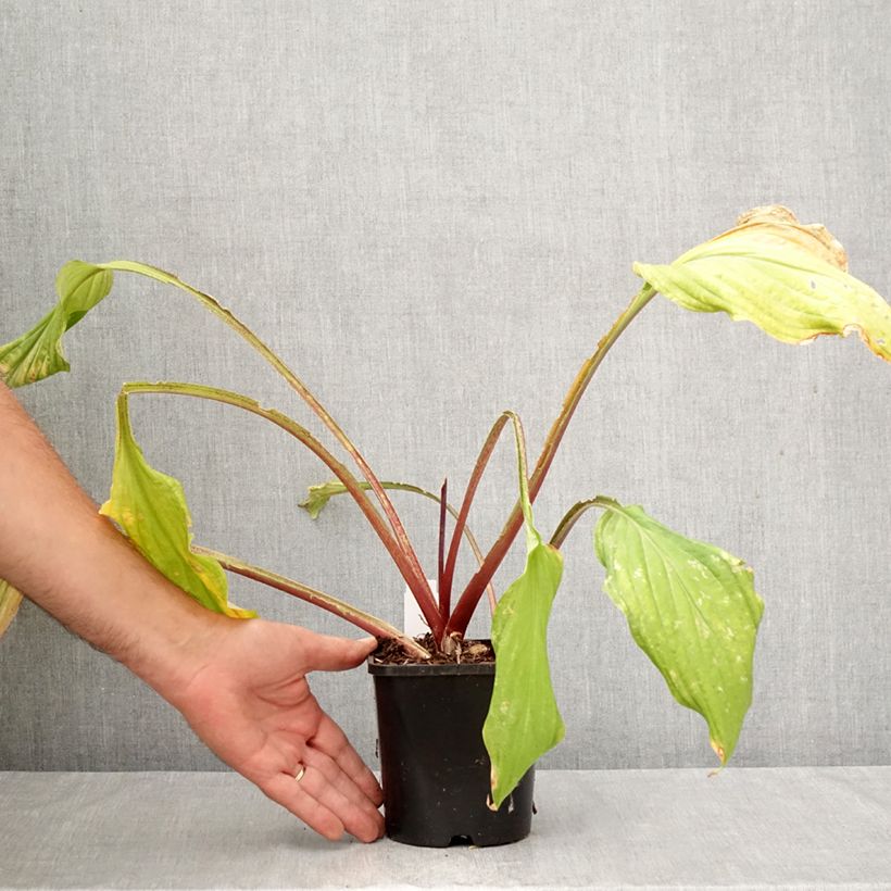Exemplaar van Hosta Lipstick Kiss - Hartlelie Pot van 1,5 l/2 l zoals geleverd in de herfst