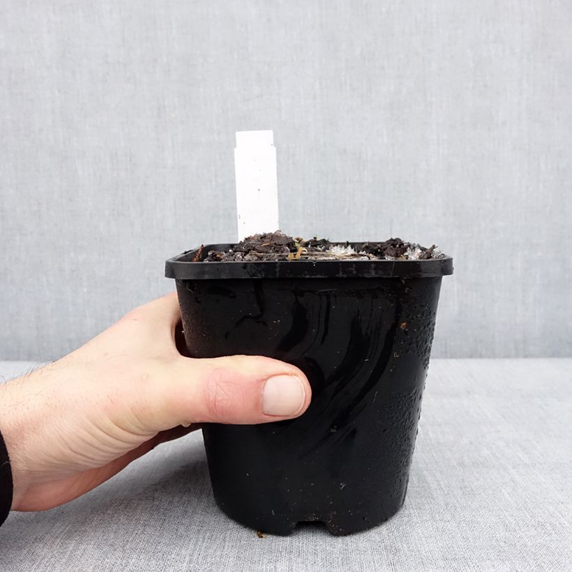 Exemplaar van Hosta Lipstick Kiss Pot de 1,5L/2L zoals geleverd in de winter