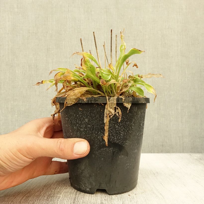 Exemplaar van Hosta Little Devil - Hartlelie Pot van 1,5 l/2 l zoals geleverd in de herfst