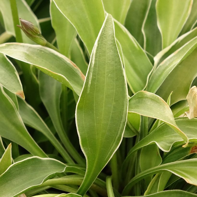 Hosta Little Devil - Hartlelie (Blad)