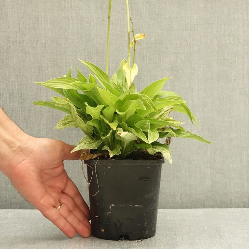 Exemplaar van Hosta London Fog Pot van 1,5 l/2 l zoals geleverd in de zomer