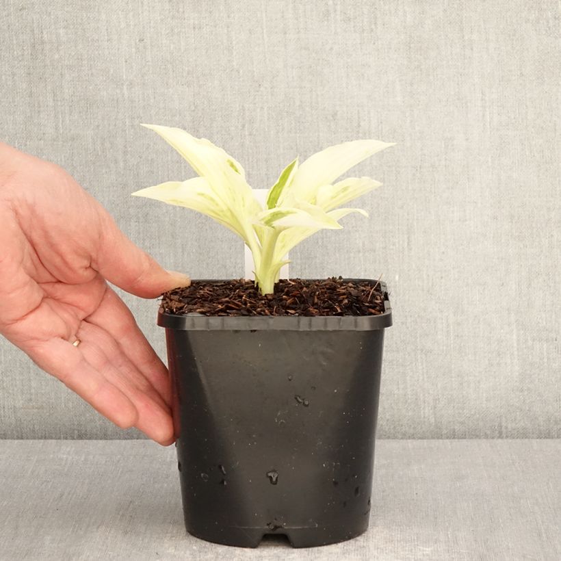 Exemplaar van Hosta London Fog Pot van 1,5 l/2 l zoals geleverd in de lente
