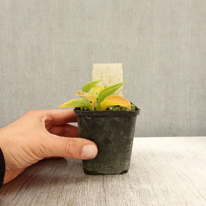 Exemplaar van Hosta Love Pat - Hartlelie Kweekpotje van 8/9 cm zoals geleverd in de herfst