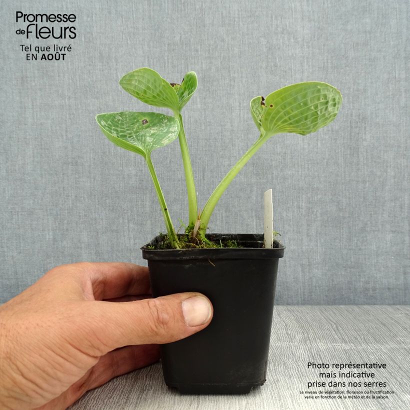 Exemplaar van Hosta Love Pat - Hartlelie Kweekpotje van 8/9 cm zoals geleverd in de zomer