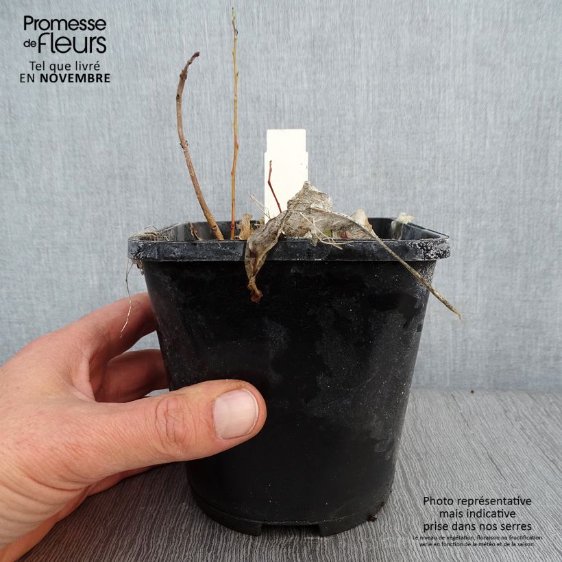 Exemplaar van Hosta Marilyn Monroe - Hartlelie Pot van 1,5 l/2 l zoals geleverd in de herfst