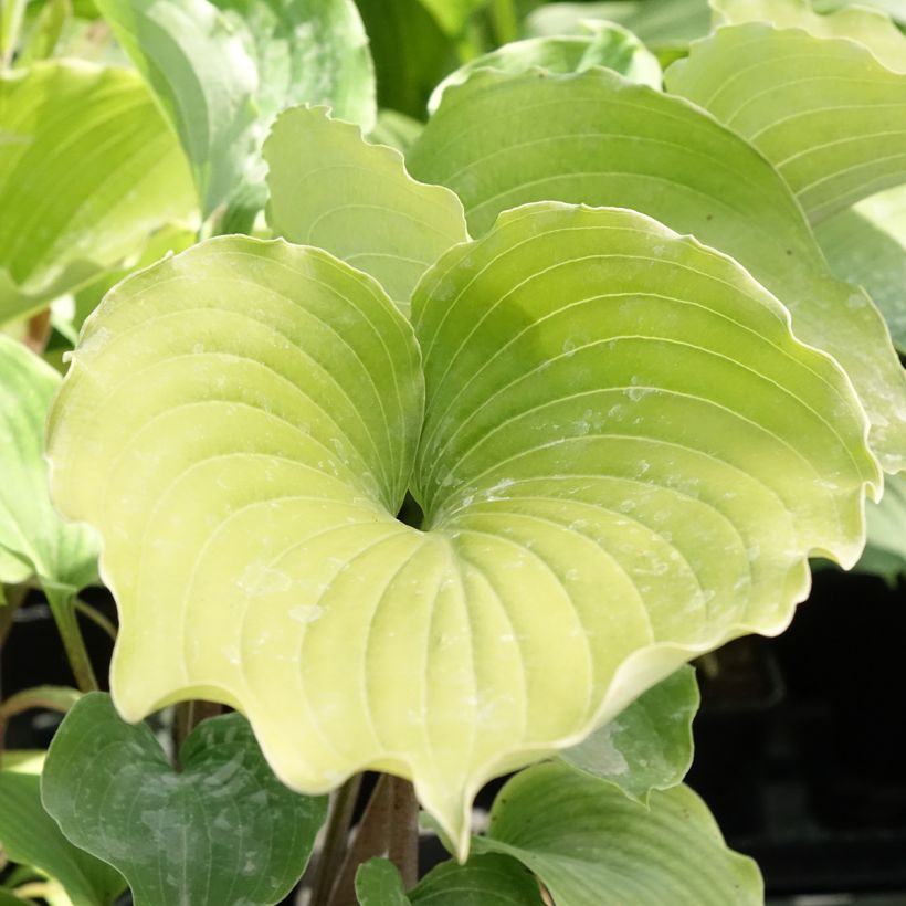 Hosta Marilyn Monroe - Hartlelie (Blad)