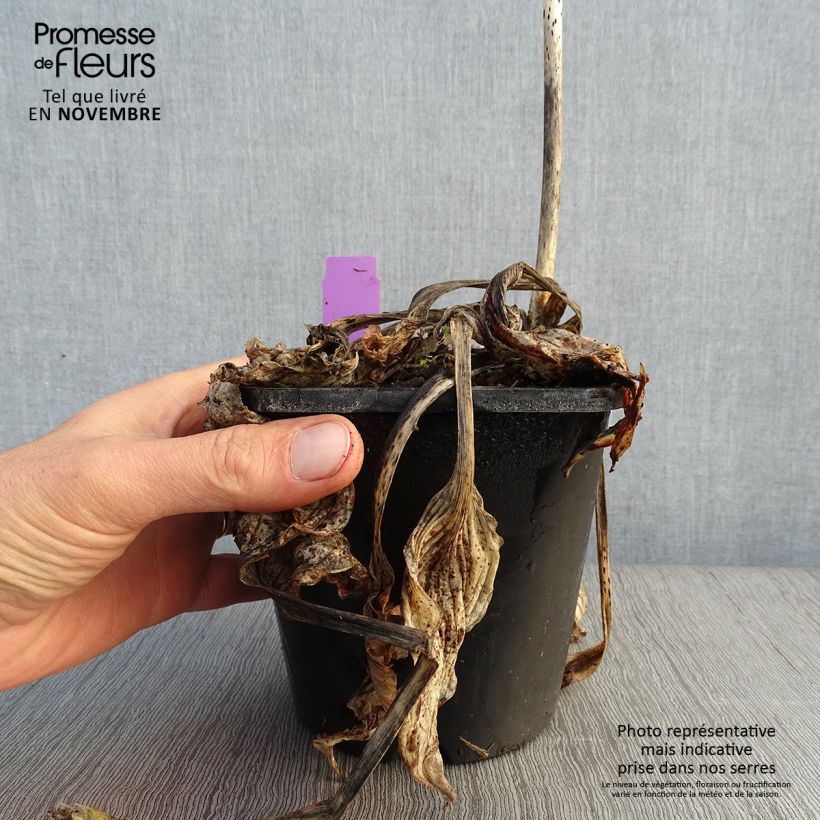 Exemplaar van Hosta Midnight at the Oasis - Hartlelie Pot van 1,5 l/2 l zoals geleverd in de herfst