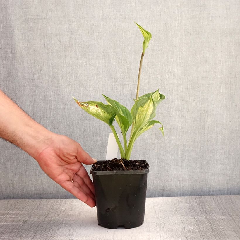 Exemplaar van Hosta Midnight at the Oasis - Hartlelie Pot van 1,5 l/2 l zoals geleverd in de zomer