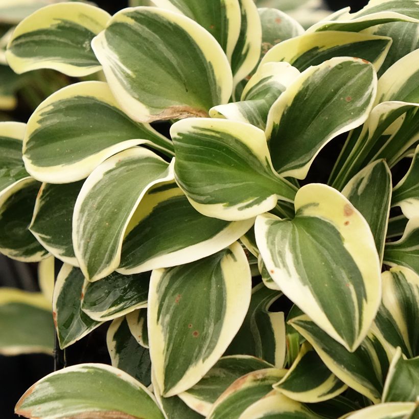 Hosta Mighty Mouse - Hartlelie (Blad)