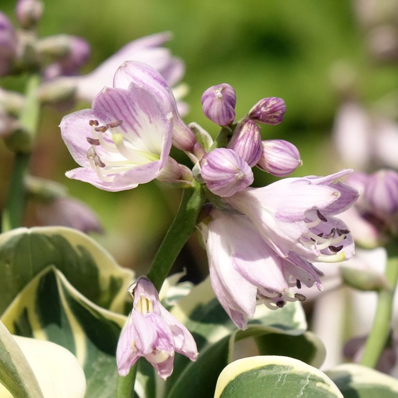 Hosta Mighty Mouse - Hartlelie (Bloei)