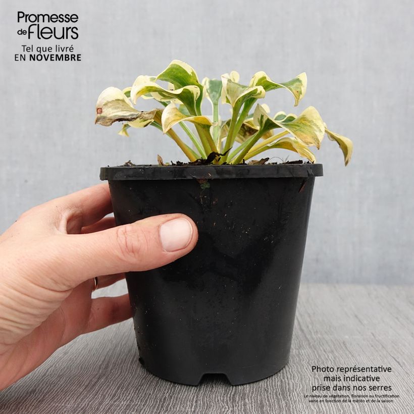 Exemplaar van Hosta Mini Skirt - Hartlelie Pot van 1,5 l/2 l zoals geleverd in de herfst