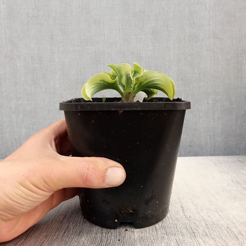 Exemplaar van Hosta Mini Skirt - Hartlelie Pot van 1,5 l/2 l zoals geleverd in de lente