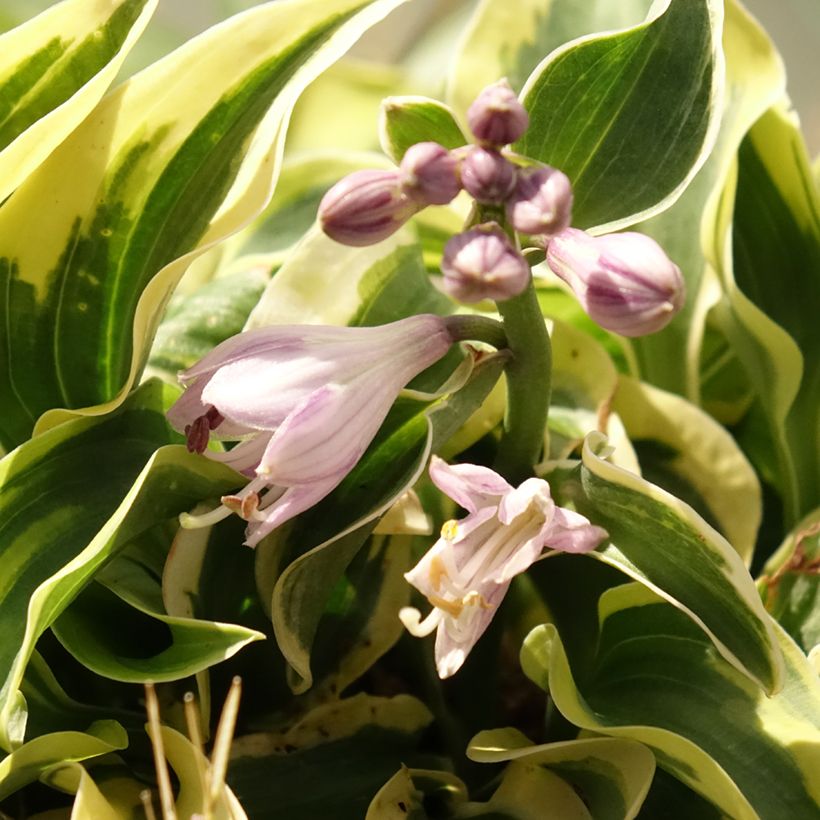 Hosta Mini Skirt - Hartlelie (Bloei)