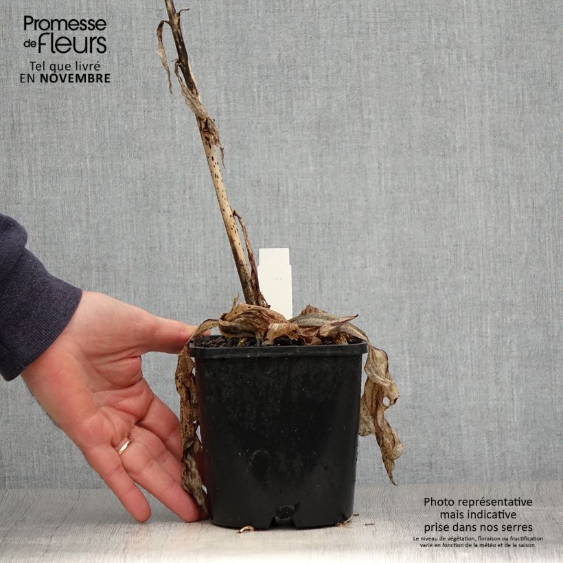 Exemplaar van Hosta Minuteman - Hartlelie Pot van 1,5 l/2 l zoals geleverd in de herfst