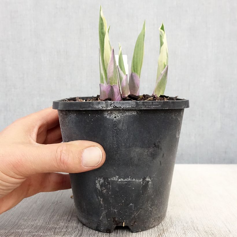 Example of Hosta Minuteman - Hartlelie Pot van 1,5 l/2 l as you get in printemps