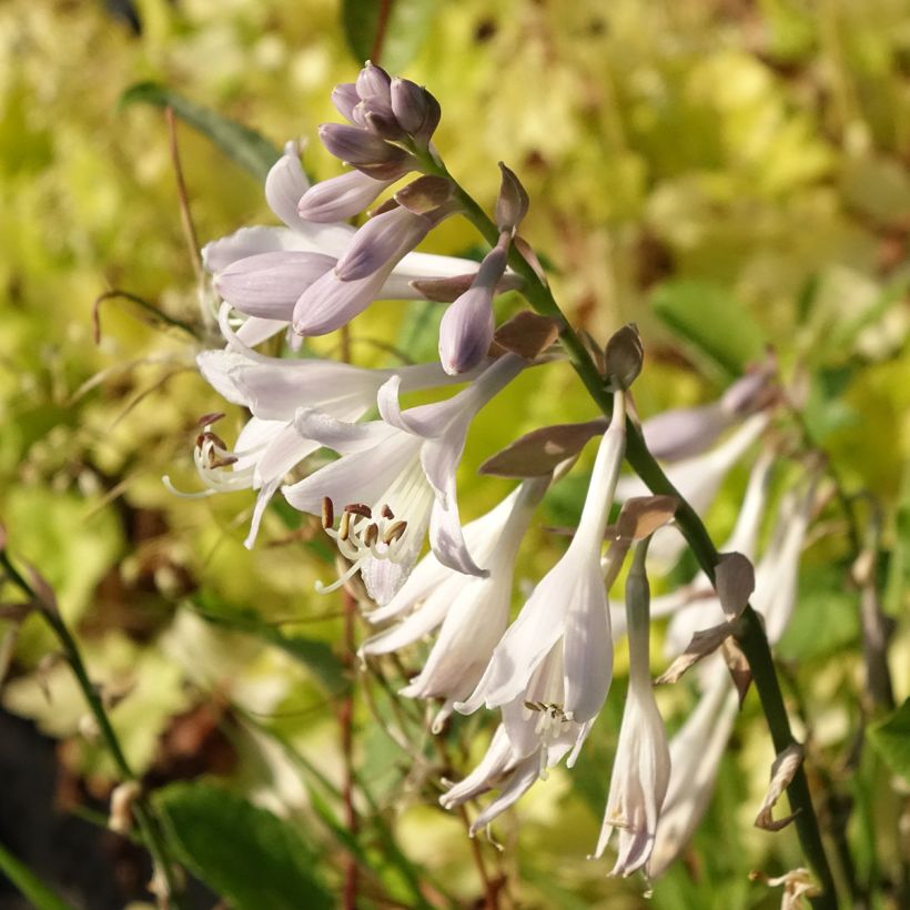 Hosta montana Yellow River - Hartlelie (Bloei)