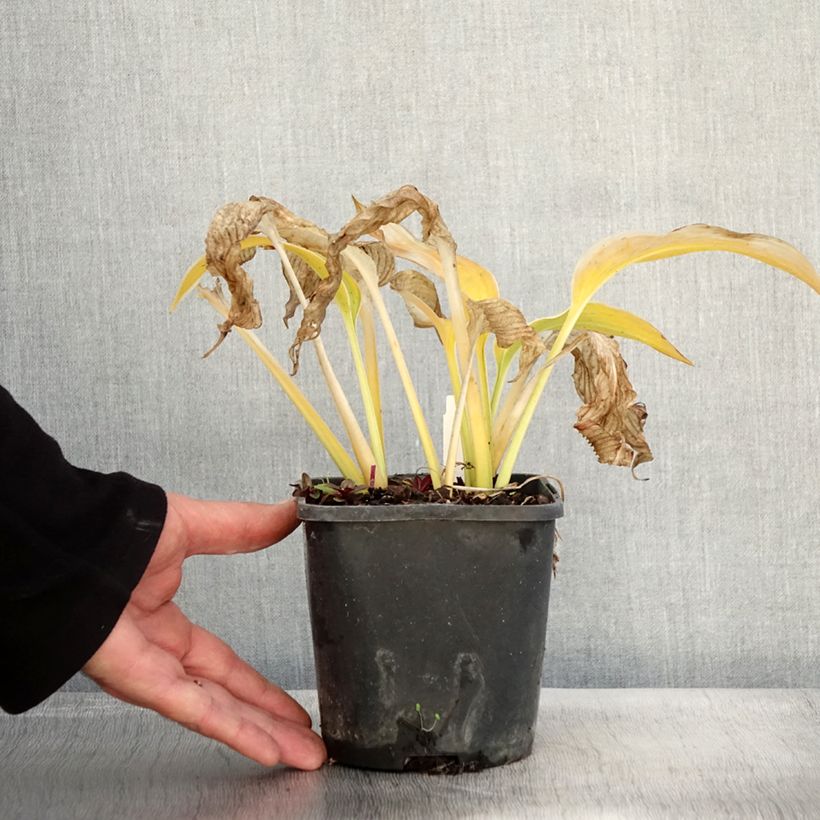 Exemplaar van Hosta montana Yellow River - Hartlelie Pot van 1,5 l/2 l zoals geleverd in de herfst