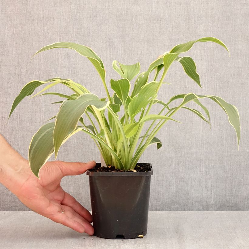Exemplaar van Hosta montana Yellow River - Hartlelie Pot van 1,5 l/2 l zoals geleverd in de zomer