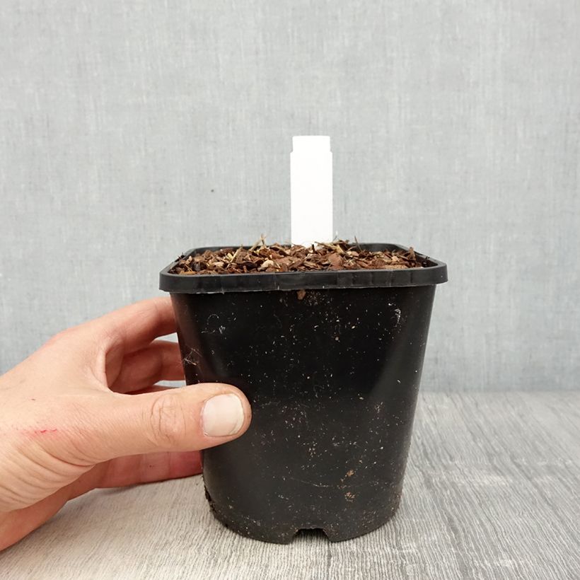 Exemplaar van Hosta montana Yellow River - Hartlelie Pot van 1,5 l/2 l zoals geleverd in de lente