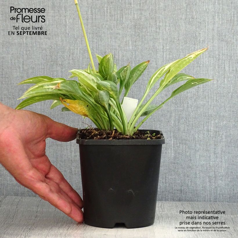 Exemplaar van Hosta Moulin Rouge - Hartlelie Pot van 1,5 l/2 l zoals geleverd in de zomer