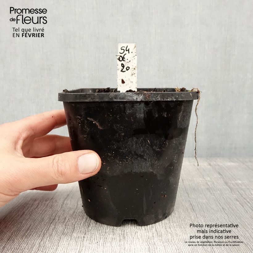 Exemplaar van Hosta Moulin Rouge Pot de 1,5L/2L zoals geleverd in de winter