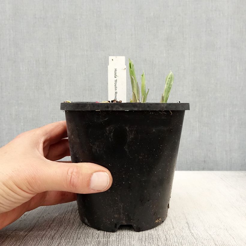 Exemplaar van Hosta Moulin Rouge - Hartlelie Pot van 1,5 l/2 l zoals geleverd in de lente