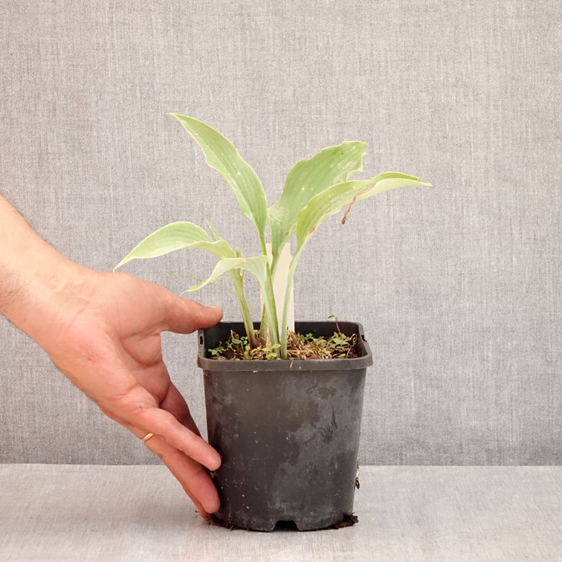 Exemplaar van Hosta Neptune - Hartlelie Pot van 1,5 l/2 l zoals geleverd in de zomer