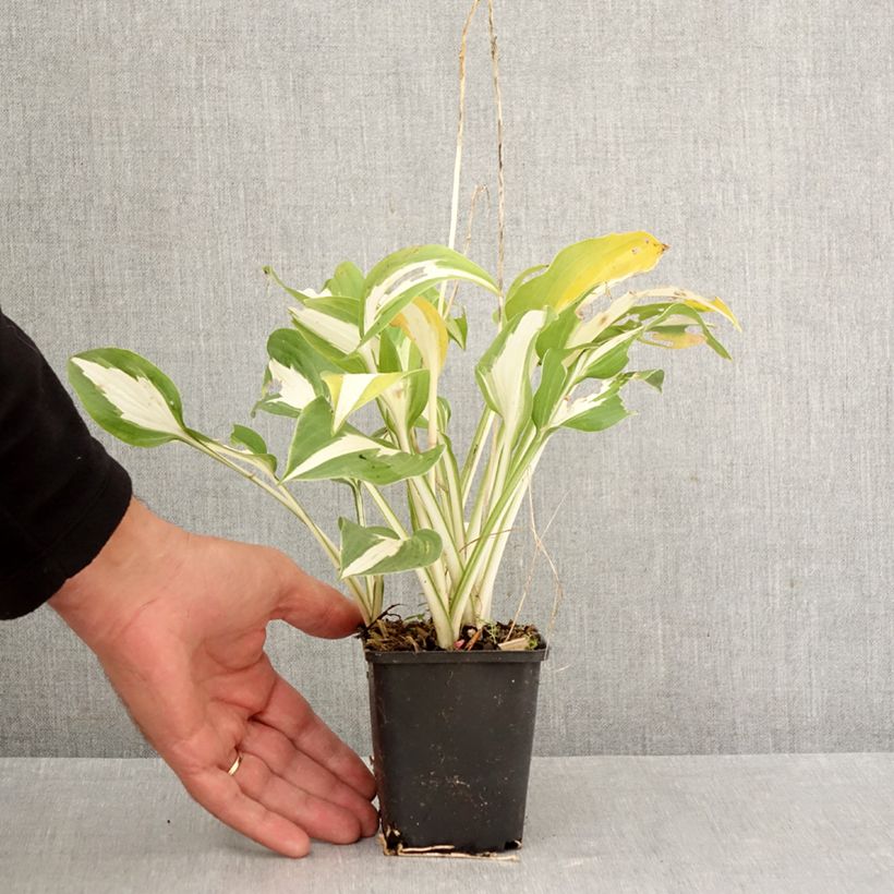 Exemplaar van Hosta Night Before Christmas - Hartlelie Kweekpotje van 8/9 cm zoals geleverd in de herfst