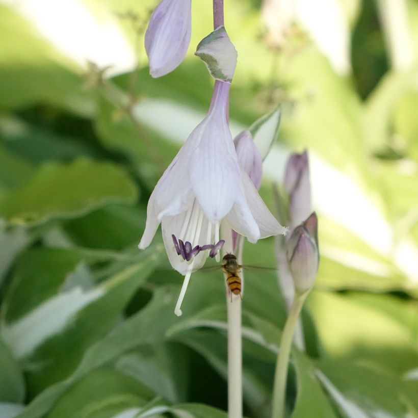 Hosta Night Before Christmas - Hartlelie (Bloei)
