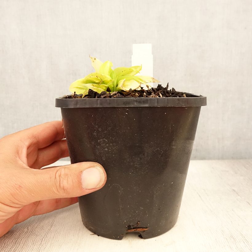 Exemplaar van Hosta Obi-One Kenobi - Hartlelie Pot van 1,5 l/2 l zoals geleverd in de zomer