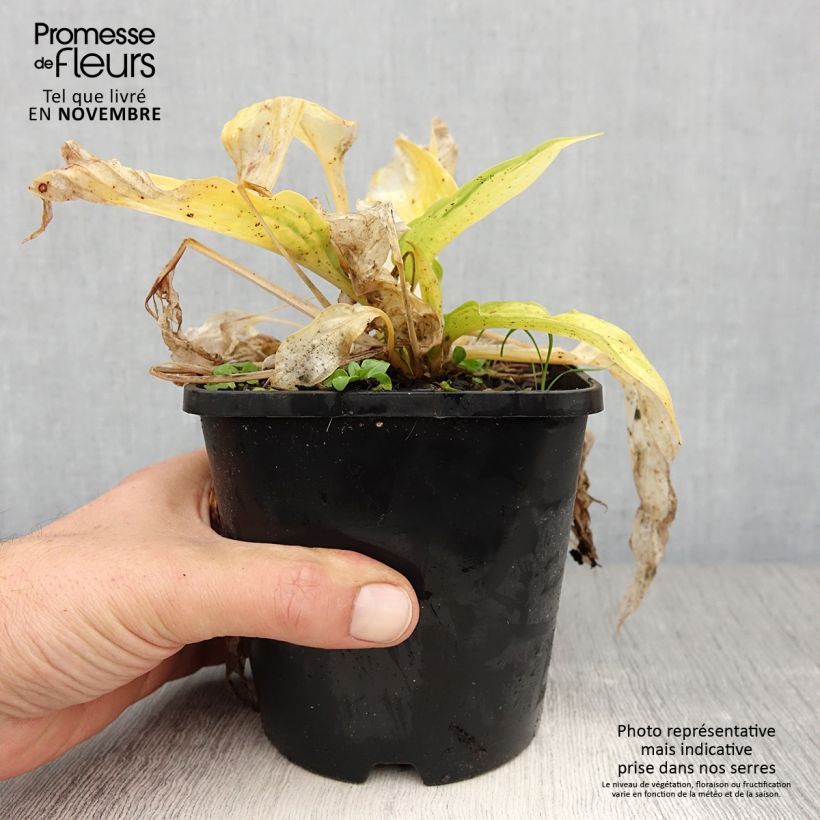 Exemplaar van Hosta Orange Marmelade - Hartlelie Pot van 1,5 l/2 l zoals geleverd in de herfst