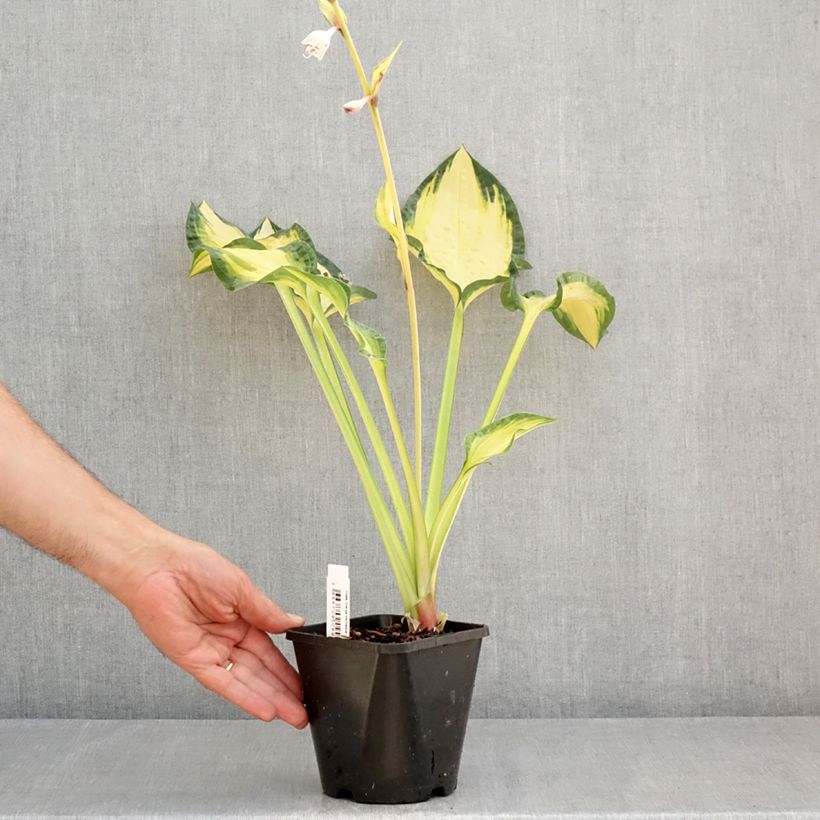 Exemplaar van Hosta Orange Marmelade - Hartlelie Pot van 1,5 l/2 l zoals geleverd in de zomer