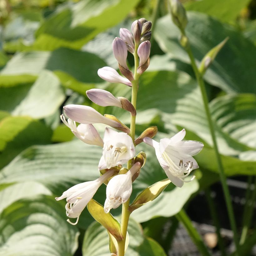 Hosta Orange Marmelade - Hartlelie (Bloei)