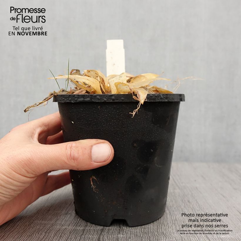 Exemplaar van Hosta Orange Star - Hartlelie Pot van 1,5 l/2 l zoals geleverd in de herfst