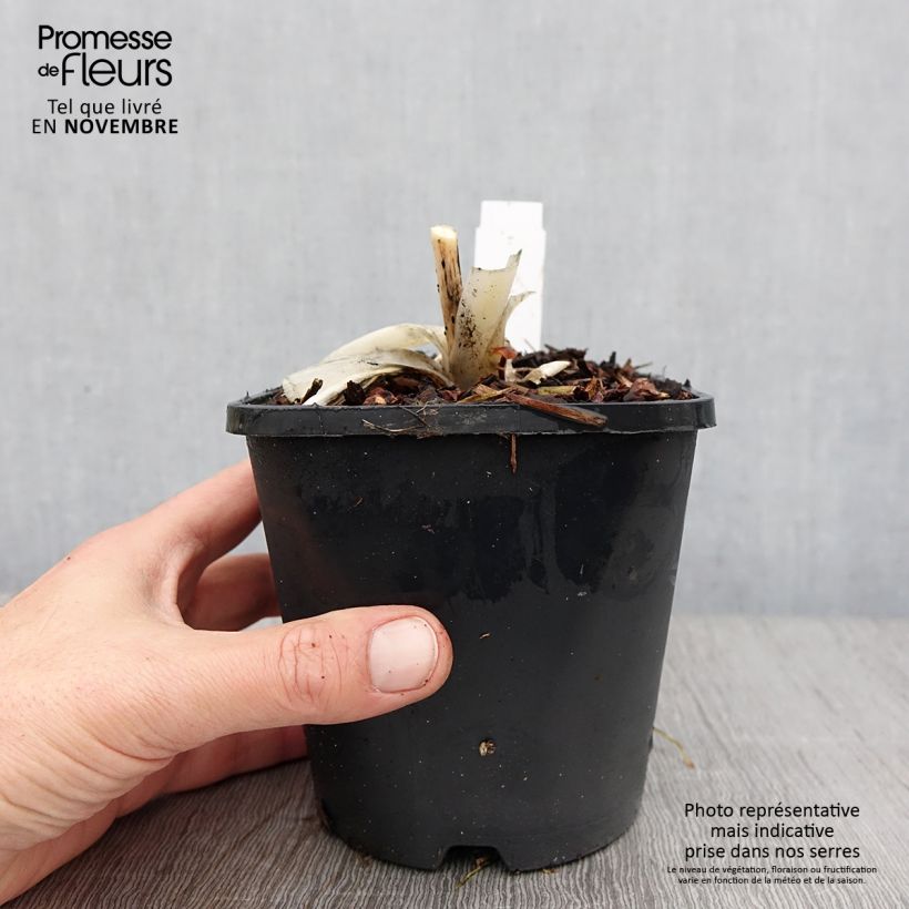 Exemplaar van Hosta Orion's Belt - Hartlelie Pot van 1,5 l/2 l zoals geleverd in de herfst