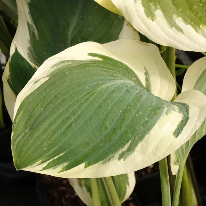 Hosta Orion's Belt - Hartlelie (Blad)