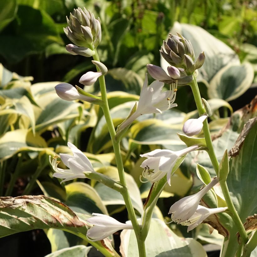 Hosta Orion's Belt - Hartlelie (Bloei)