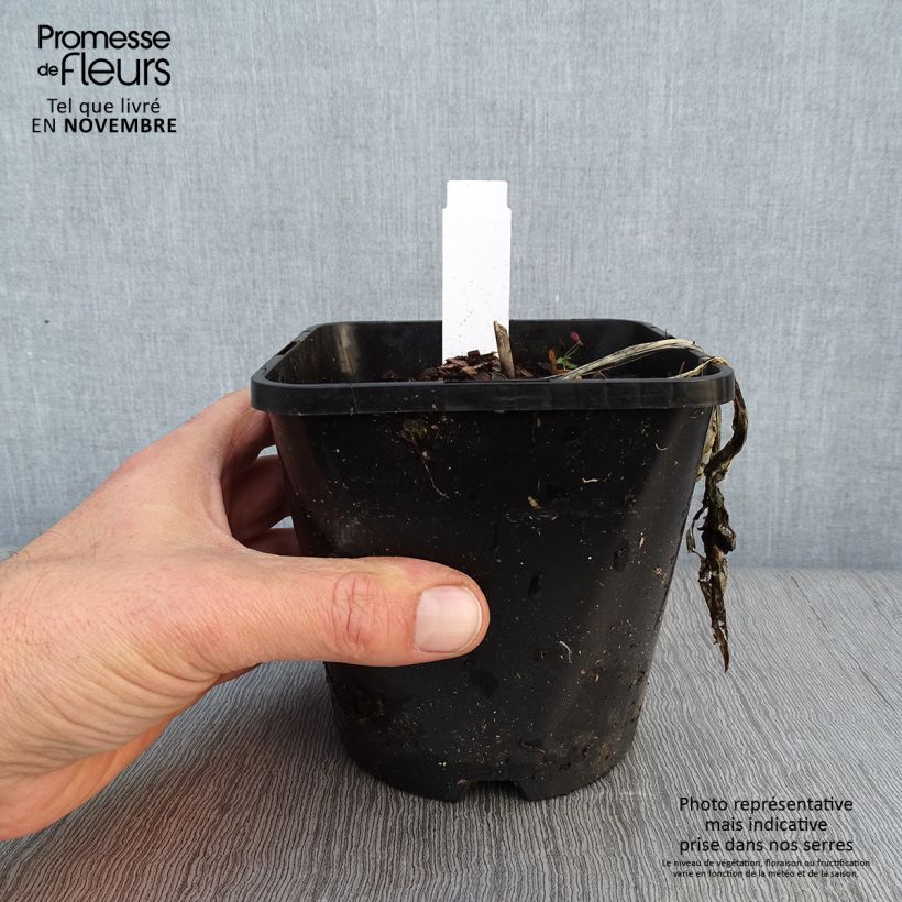 Exemplaar van Hosta Fireworks - Hartlelie Pot van 1,5 l/2 l zoals geleverd in de herfst