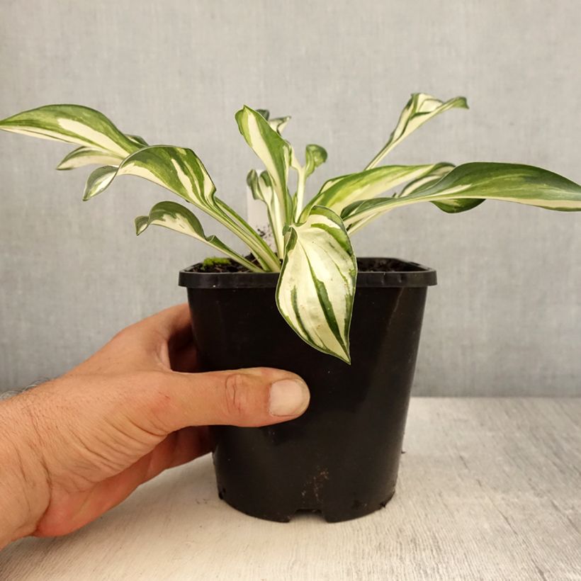 Exemplaar van Hosta Fireworks - Hartlelie Pot van 1,5 l/2 l zoals geleverd in de zomer